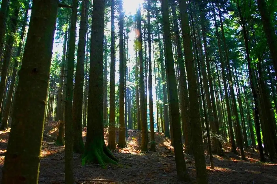 Visita guidata agli arboreti sperimentali di Vallombrosa