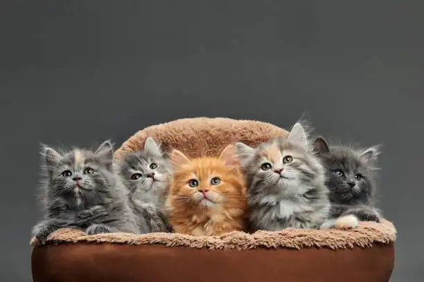 Volontariato al Gattile di Padova