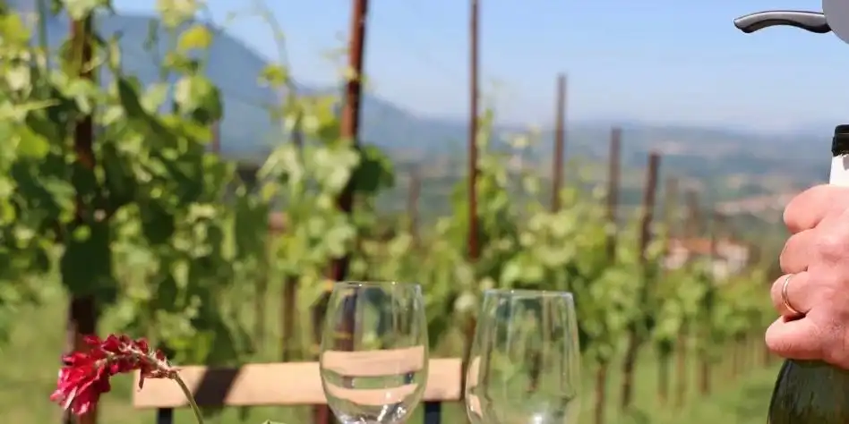 Degustazione in Cantina nelle Langhe 