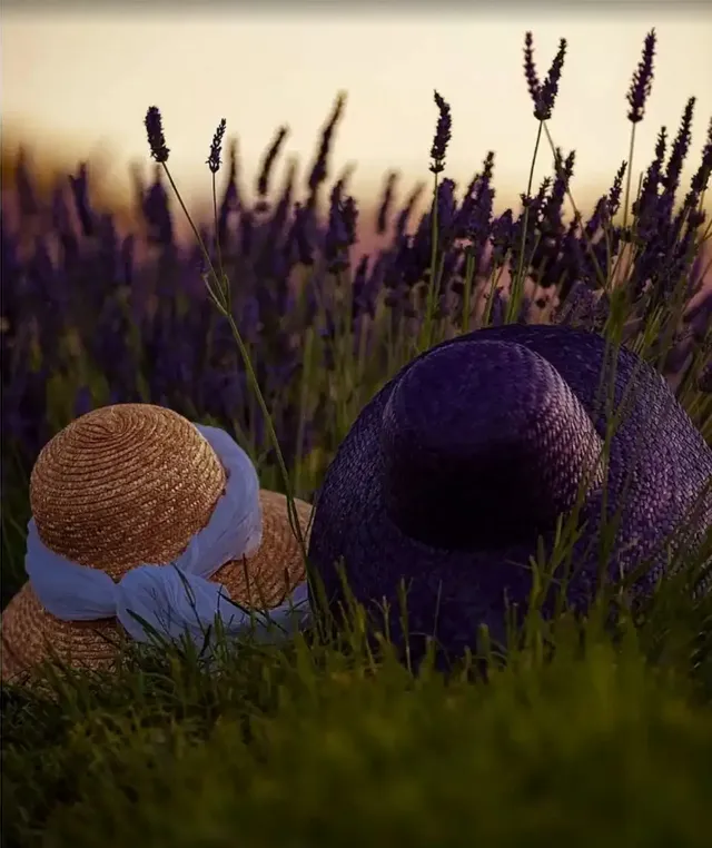 Lavanda in fiore della Tuscia: esplosione di profumi e gusti