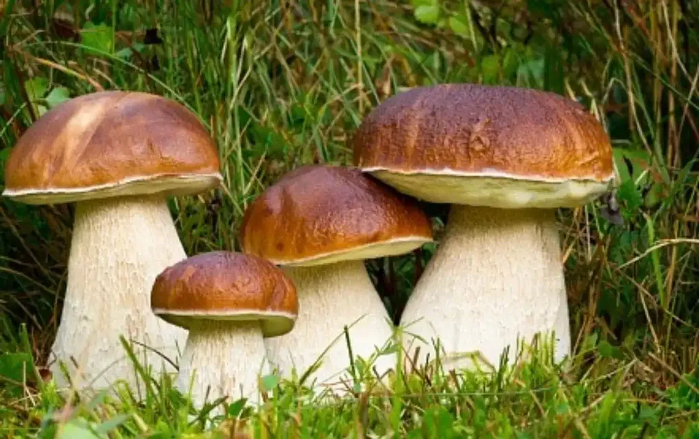 Sagra del Porcino Casal di Pari