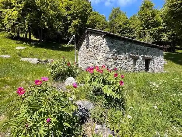 🌸🥾 Trekking fioritura delle peonie + Castello di Issogne