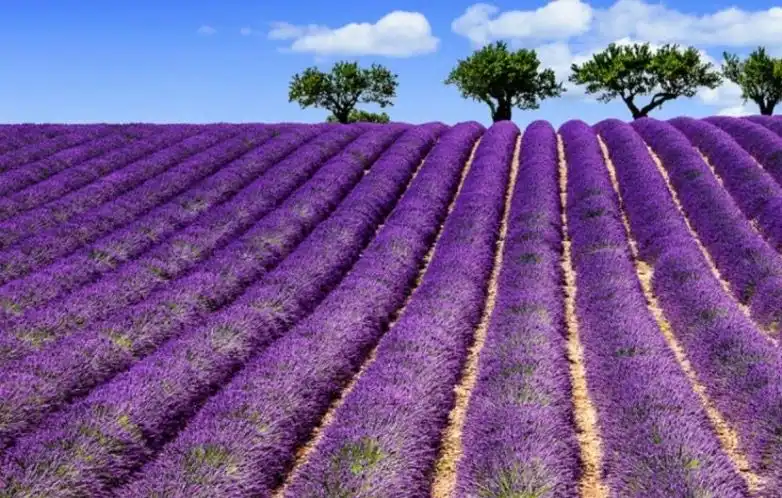 Campi di lavanda e nuovi amici: giornata perfetta a San Gi
