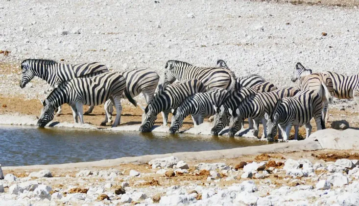 Un branco di zebre si raduna al bordo di una pozza d'acqua per bere in un terreno secco e roccioso.