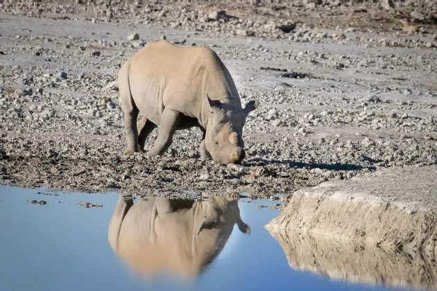 Un rinoceronte si trova su una riva rocciosa, con il suo riflesso visibile nell'acqua mentre si china a bere.