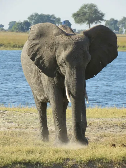 Un elefante africano si trova su una sponda erbosa del fiume, sollevando una nuvola di polvere con le zampe.