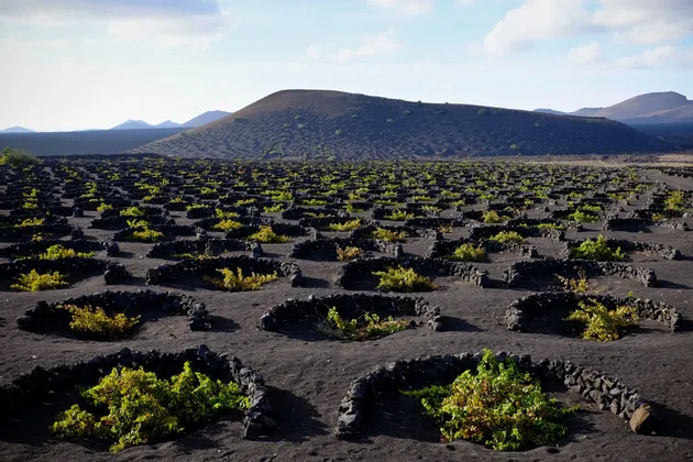 Un vigneto su terreno vulcanico nero, con viti verdi che crescono in fosse protette da bassi muretti semicircolari in pietra.