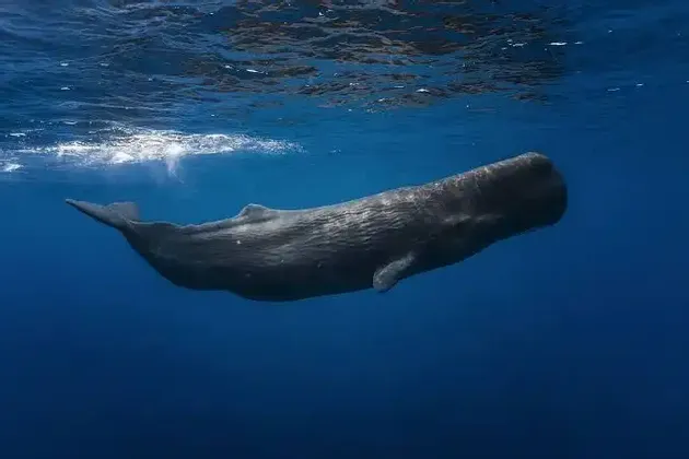 Un capodoglio nuota appena sotto la superficie dell'acqua, illuminato dalla luce del sole nell'oceano blu profondo.