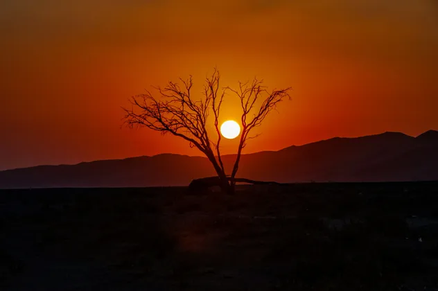 Le soleil couchant brille entre les branches nues d'un arbre en silhouette, avec des montagnes en arrière-plan.