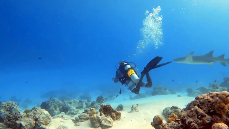 Un subacqueo nuota vicino a uno squalo in acque blu profonde, sopra un fondale marino sabbioso con barriere coralline.
