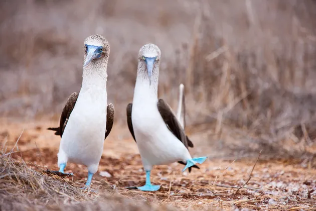 Zwei Blaufußtölpel stehen auf trockenem Boden, wobei ein Vogel seinen leuchtend blauen Schwimmfuß hebt.