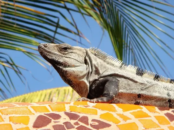 Primo piano di un'iguana grigia che prende il sole su un muro piastrellato a mosaico colorato, sotto foglie di palma verdi.