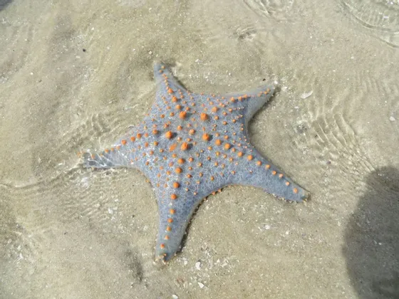 Una stella marina blu-grigia con macchie arancioni in rilievo giace sul fondale sabbioso sotto acqua limpida e poco profonda.