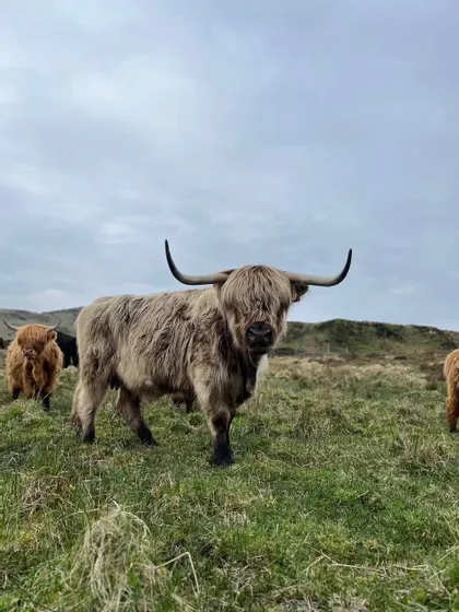 Una mucca Highland dal pelo folto e marrone chiaro con grandi corna si erge in un campo erboso, guardando verso la fotocamera con altre mucche sullo sfondo.