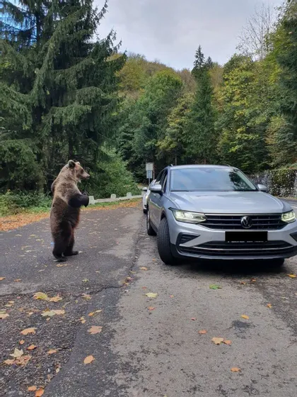 Un orso bruno si alza sulle zampe posteriori su una strada asfaltata accanto a un SUV argentato, con una fitta foresta sullo sfondo.