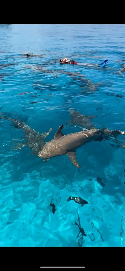 Un viaje en grupo WeRoad hace snorkel con numerosos tiburones nodriza en aguas oceánicas claras y turquesas.