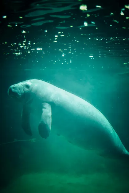 Un lamantino nuota sott'acqua in acqua verde torbida, con la luce del sole che filtra dalla superficie.