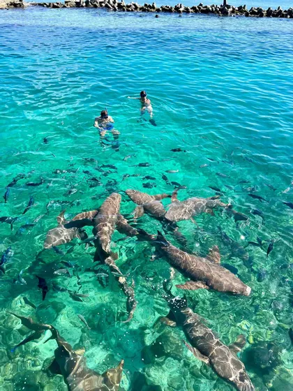 Un viaggio di gruppo WeRoad, snorkeling con squali nutrice e banchi di pesce in acque cristalline e turchesi, ripreso dall'alto.