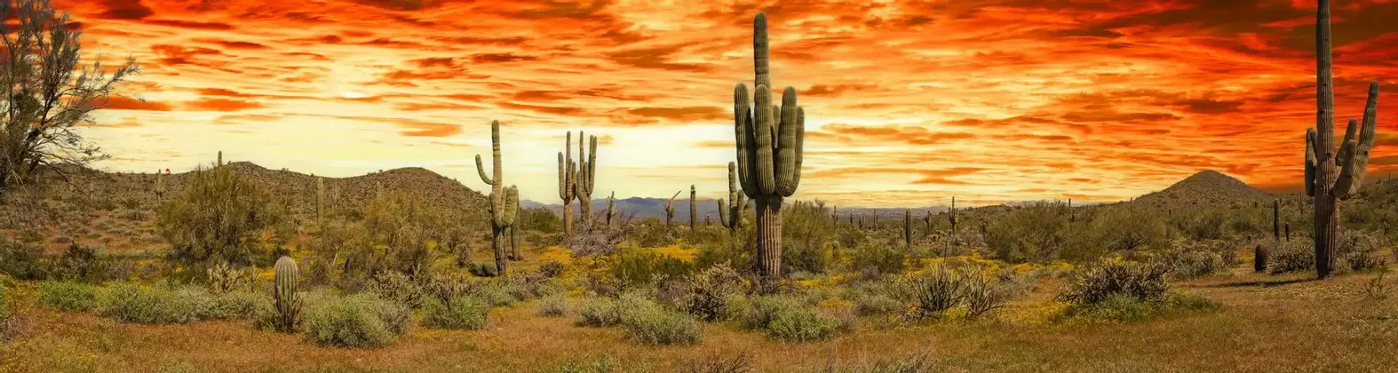 Un paesaggio desertico panoramico pieno di cactus saguaro e arbusti sotto un cielo drammatico arancione e rosso.