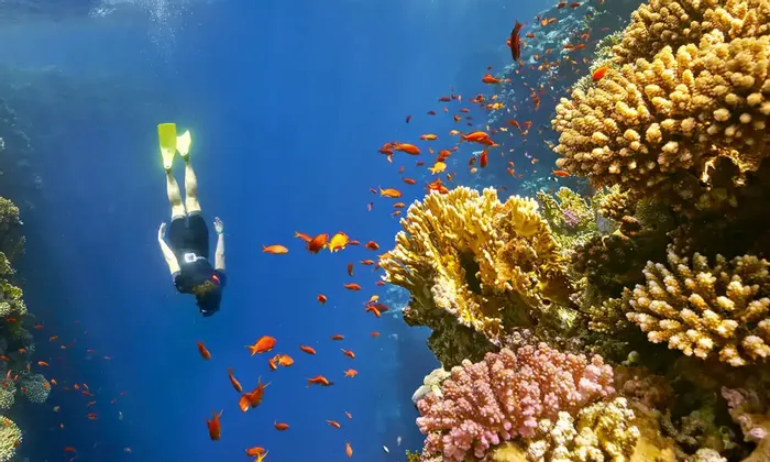 A person with yellow flippers free-dives in deep blue water next to a coral reef teeming with small orange fish.
