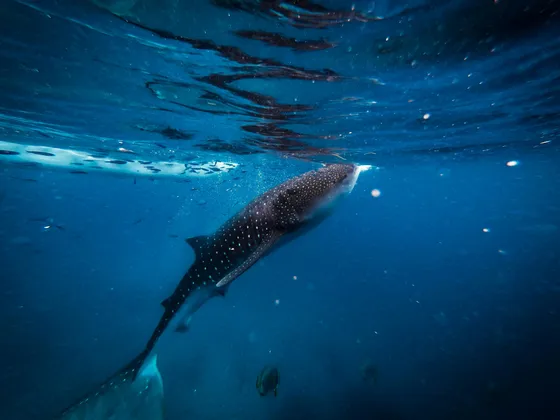 Un grande squalo balena con macchie bianche nuota appena sotto la superficie dell'oceano blu profondo, nutrendosi.