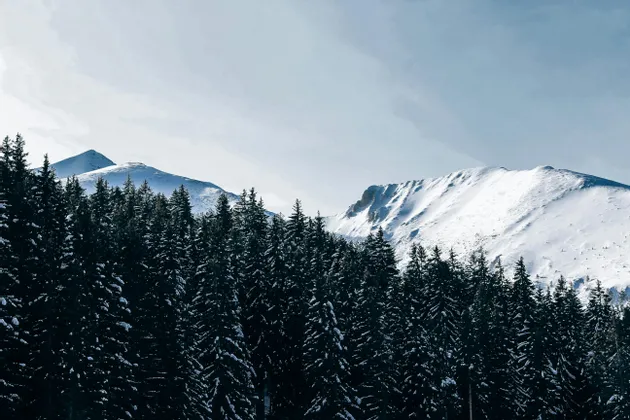 Une forêt dense de pins saupoudrés de neige se dresse devant des montagnes imposantes et enneigées sous un ciel pâle.