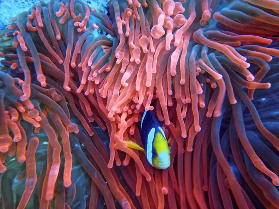 Un pesce pagliaccio con strisce gialle, nere e bianche si nasconde tra i tentacoli rosa di un'anemone di mare.