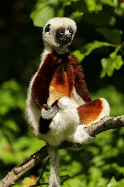 Ein Coquerel-Sifaka-Lemur mit weiß-braunem Fell sitzt auf einem Ast und hält seinen Fuß vor einem Hintergrund aus grünen Blättern.