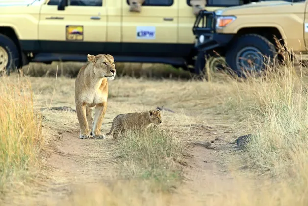 Une lionne et son petit se tiennent sur un chemin de terre dans une savane herbeuse, avec des véhicules de safari garés en arrière-plan.