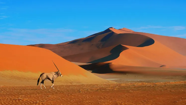 Un oryx cammina sulla sabbia davanti a imponenti dune arancioni sotto un cielo azzurro limpido.