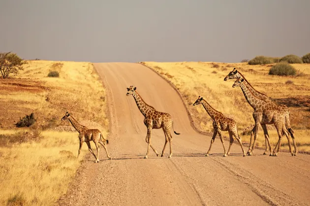 Quattro giraffe camminano in fila su una strada sterrata che attraversa una savana secca ed erbosa.