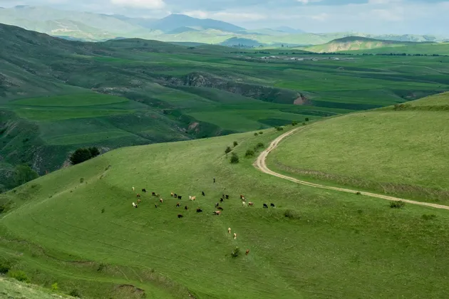 Una mandria di mucche pascola su una verdeggiante collina, con una strada sterrata che si snoda attraverso il paesaggio ondulato sotto un cielo nuvoloso.