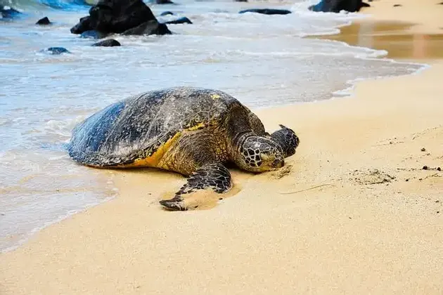 Eine große Meeresschildkröte ruht am Sand eines Strandes, genau dort, wo die Meereswellen auf das Ufer treffen.
