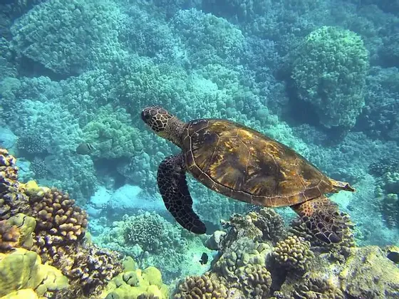 Eine große Meeresschildkröte schwimmt durch klares blaues Wasser über einem ausgedehnten Korallenriff.