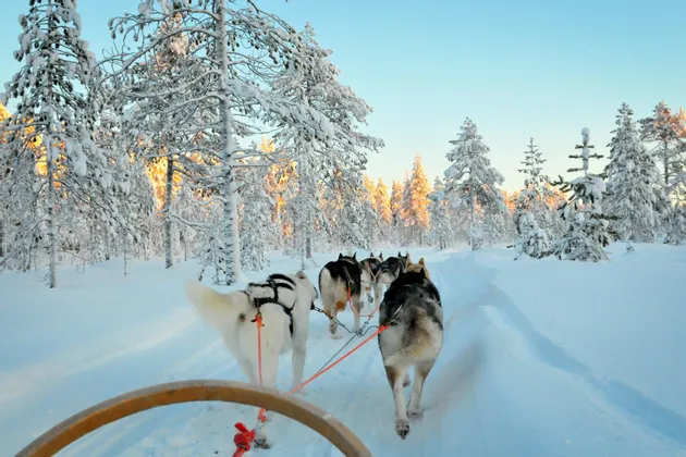 Une équipe de chiens huskys tire un traîneau sur un sentier forestier enneigé bordé de pins sous un ciel clair.