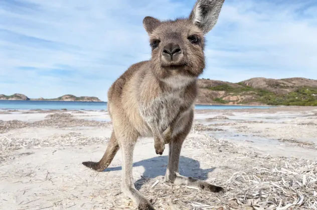 Nahaufnahme eines kleinen Kängurus, das an einem weißen Sandstrand steht, mit dem türkisfarbenen Meer und entfernten Hügeln im Hintergrund.