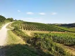 Una strada sterrata si snoda tra dolci colline verdi coperte da ordinate file di viti in un vigneto sotto un cielo azzurro.