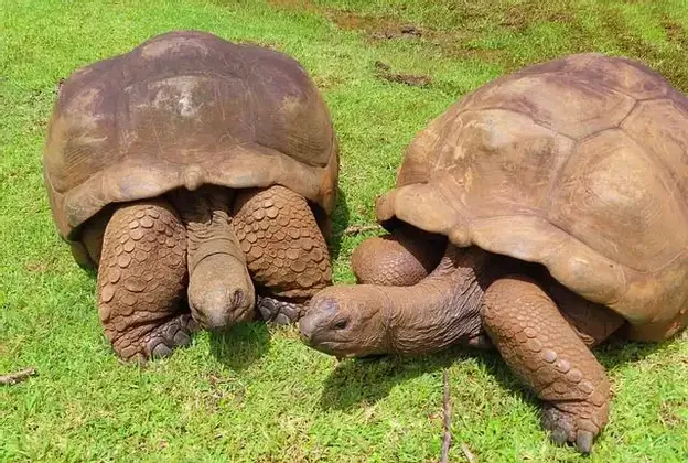 Zwei Riesenschildkröten ruhen nebeneinander auf einer Wiese mit hellgrünem Gras.