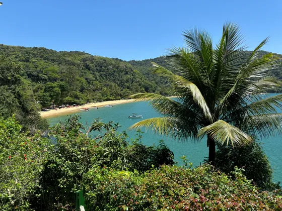 Vue plongeante sur une baie tropicale avec plage de sable et bateaux, encadrée par un palmier et une végétation luxuriante sous un ciel bleu clair.