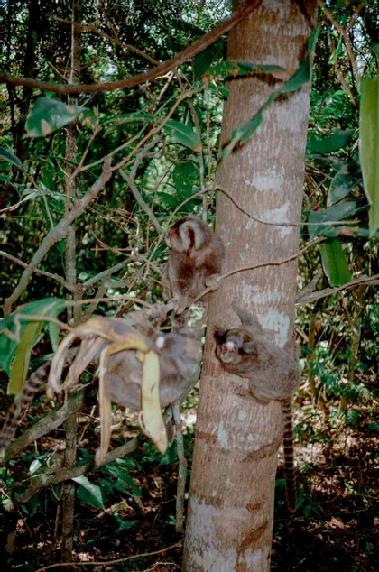 Trois ouistitis dans une forêt, l'un agrippé à un tronc d'arbre tandis que les autres sont assis sur des branches près d'une peau de banane.