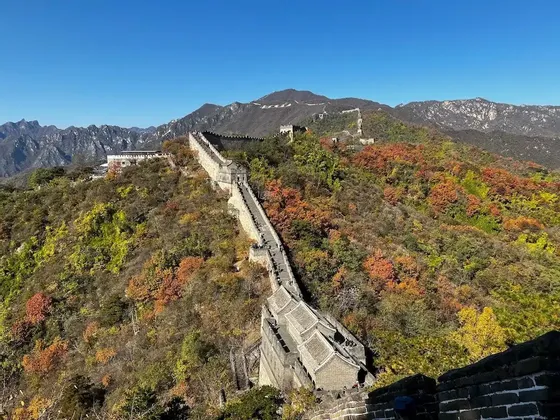 La Grande Muraglia Cinese si snoda tra montagne coperte da un foliage autunnale colorato sotto un cielo azzurro brillante.