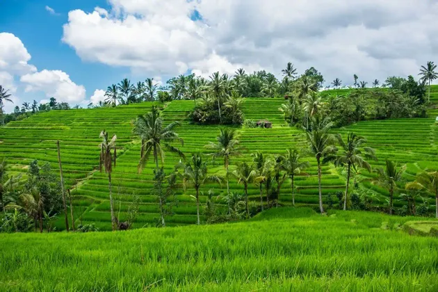 Terrazas de arroz verdes y exuberantes en una ladera salpicada de palmeras bajo un cielo azul con nubes blancas.