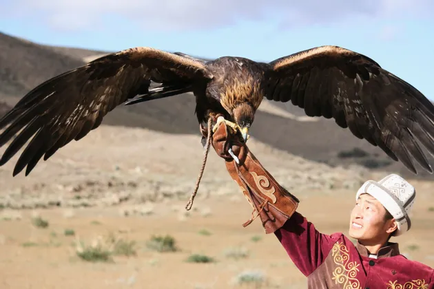 Ein Mann in traditioneller Kleidung hält einen großen Adler mit ausgebreiteten Flügeln auf seinem behandschuhten Arm und blickt zu dem Vogel auf.