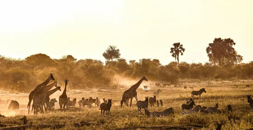 Mandrie di giraffe e zebre vagano per una savana polverosa al tramonto, illuminate da una luce calda e dorata.