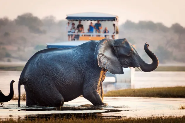 Un elefante con la proboscide alzata attraversa un fiume mentre un gruppo WeRoad osserva da una barca da safari.