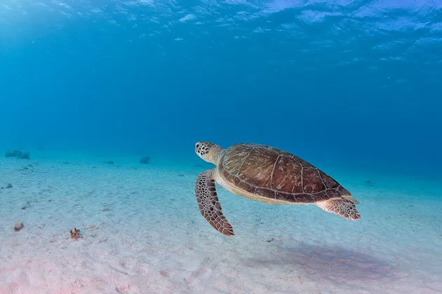 Eine große Meeresschildkröte schwimmt direkt über einem sandigen Meeresboden in klarem blauem Wasser.