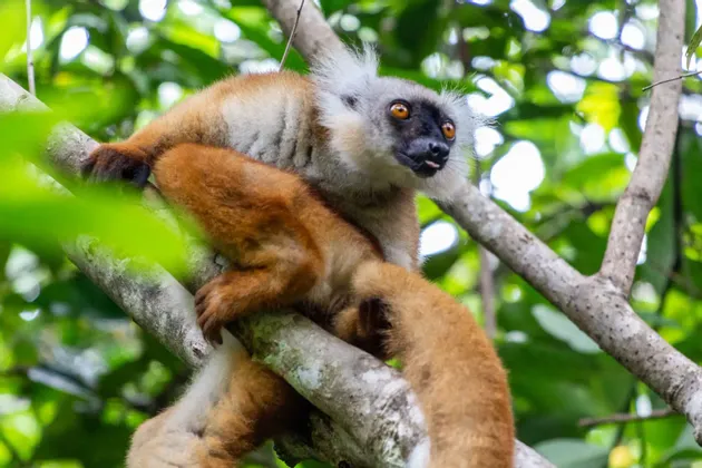 Ein rotbraun-weißer Lemur mit orangefarbenen Augen klammert sich an einen Baumast, umgeben von grünen Blättern.