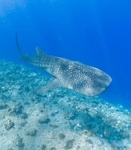 Un grand requin-baleine au motif tacheté distinctif nage dans une eau bleue claire juste au-dessus d'un fond marin de récif corallien sablonneux.