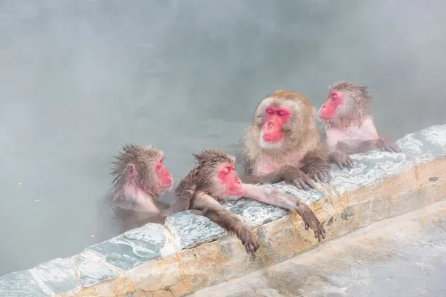 Quattro macachi giapponesi dalla faccia rossa si rilassano in una sorgente termale fumante, riposando lungo il bordo in pietra della vasca.