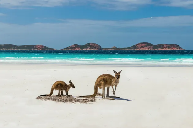 Zwei Kängurus stehen an einem weißen Sandstrand mit einem türkisfarbenen Ozean und entfernten Inseln dahinter.